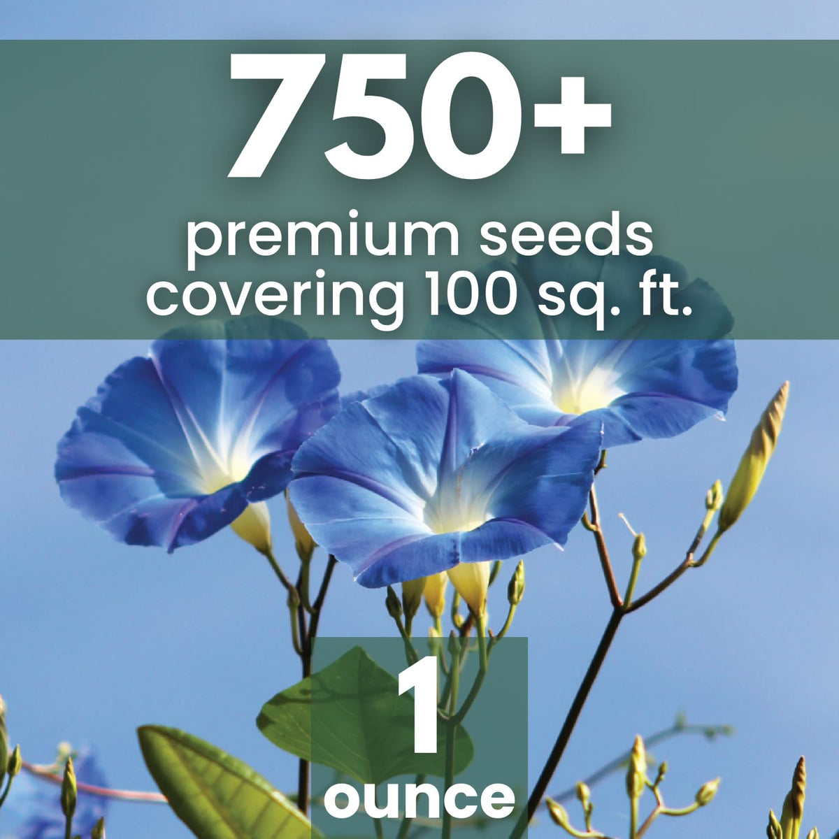Family Sown Heavenly Blue blooms on a fence show vibrant color.