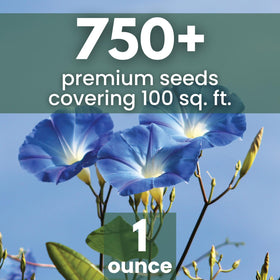 Family Sown Heavenly Blue blooms on a fence show vibrant color.