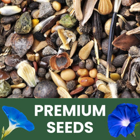 Family Sown Morning Glory Heavenly Blue seeds germinating quickly.