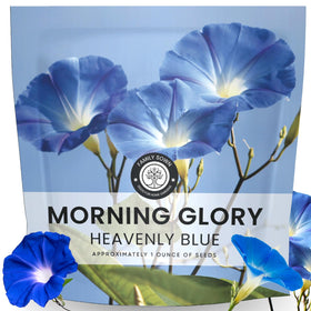 Family Sown Morning Glory Heavenly Blue seeds in fresh pouch for vivid morning blooms.