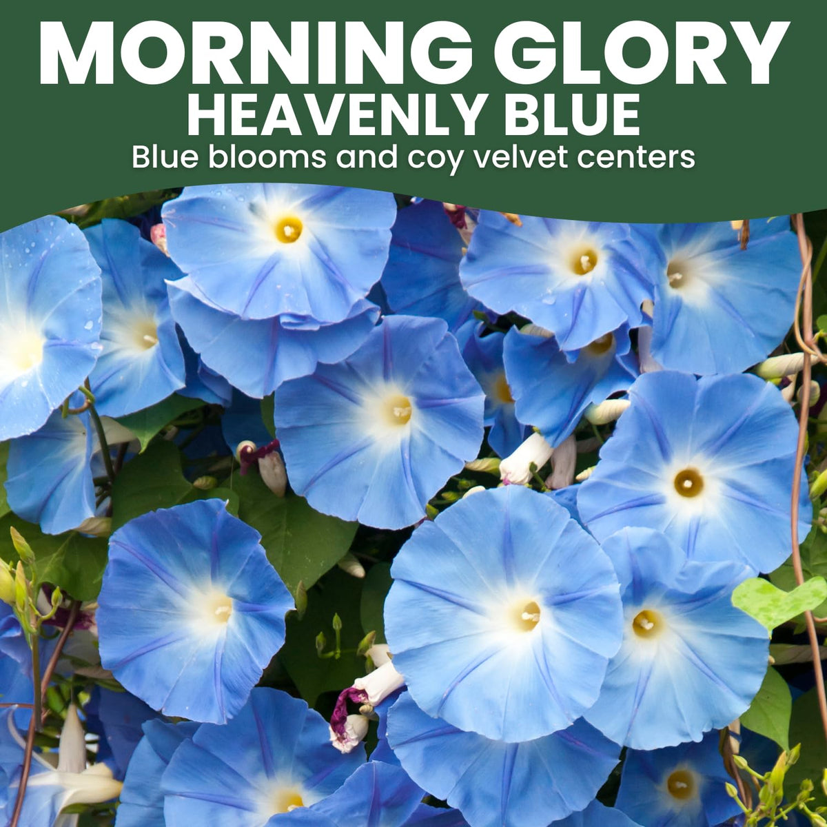 Family Sown Morning Glory Heavenly Blue sunlit bloom with sky-blue petals.