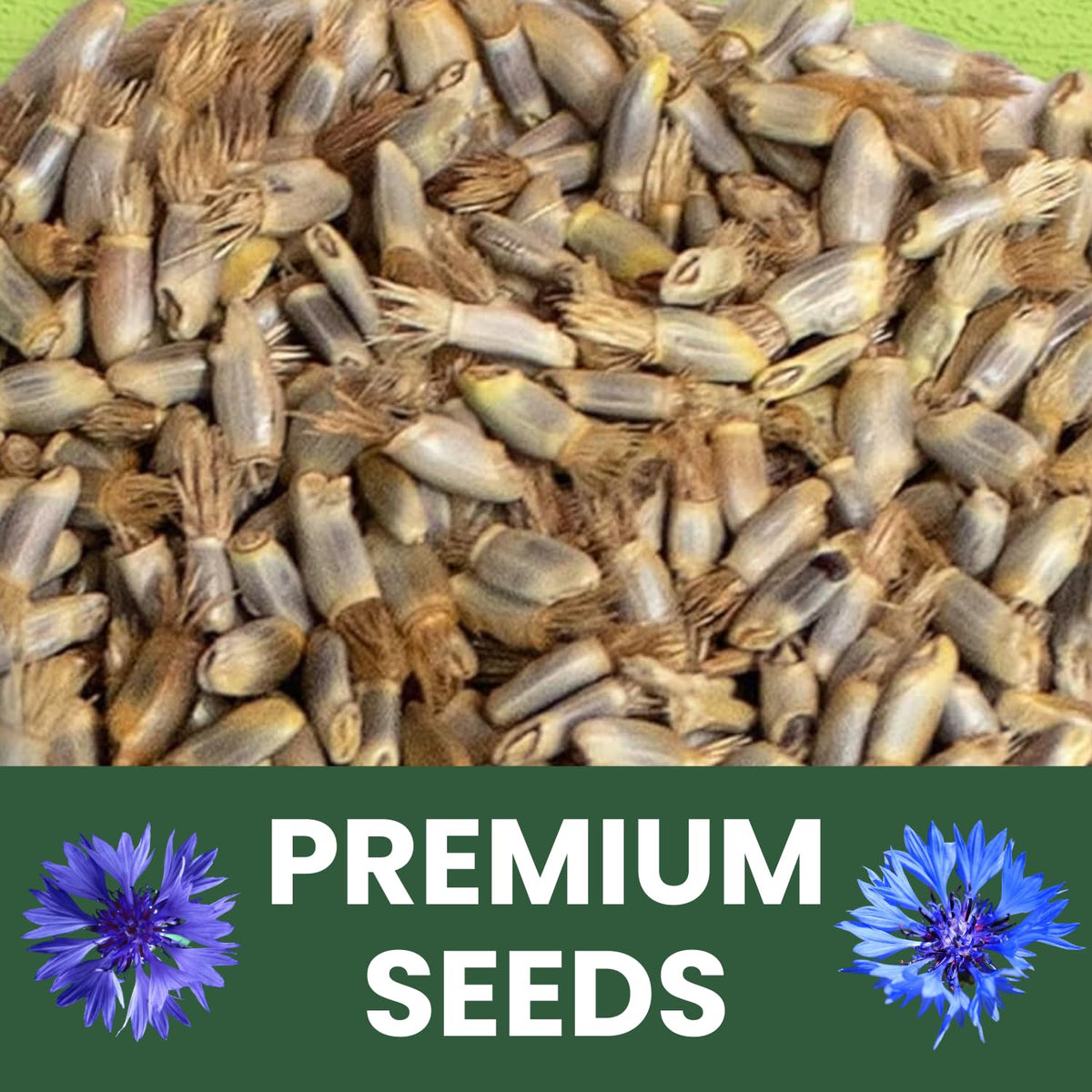 FAMILY SOWN Seeds for pollinator-friendly gardens attracting bees and butterflies