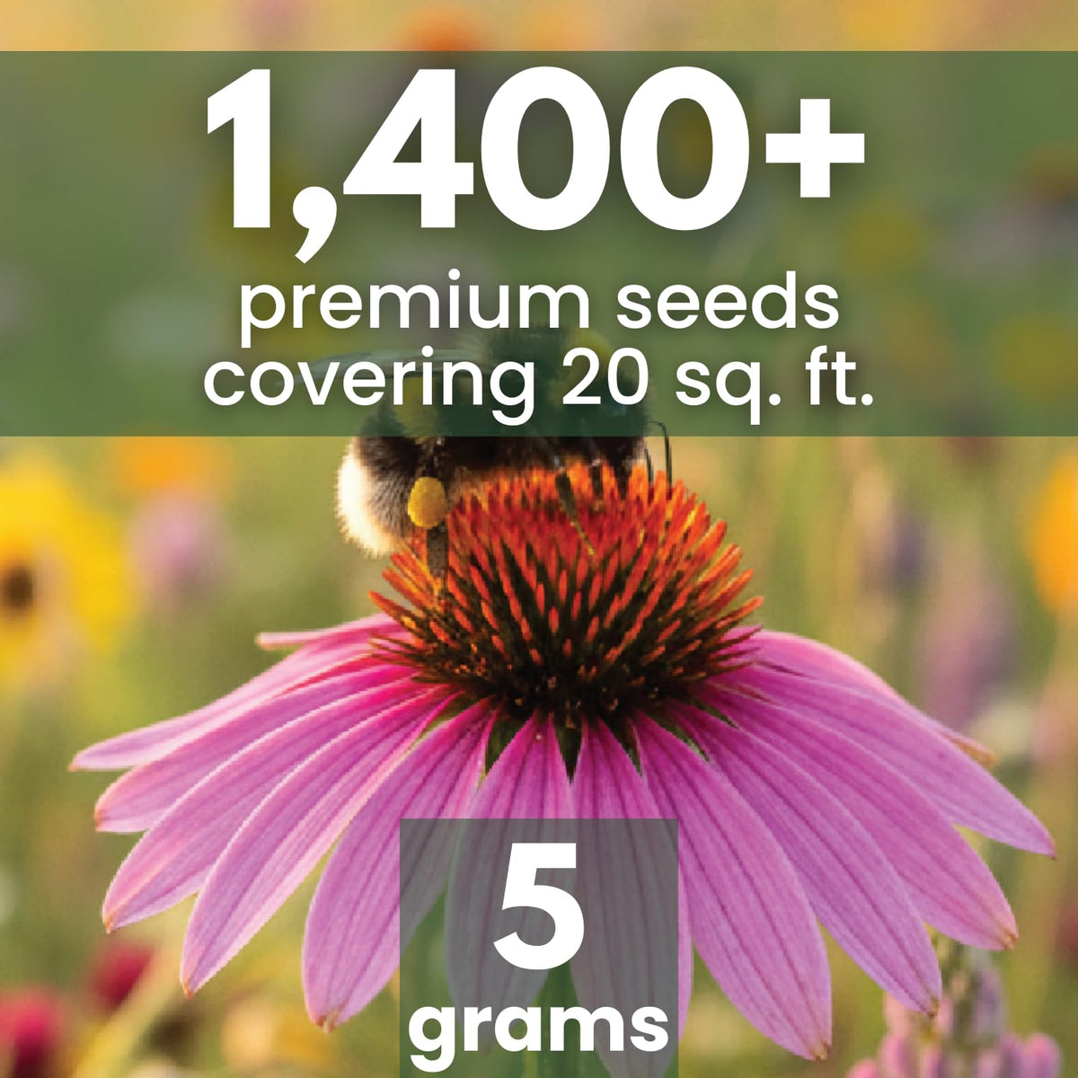 Family Sown nectar-rich flowers form a pollinator-friendly meadow