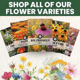 Family Sown seeds are easy to establish in borders and open spaces