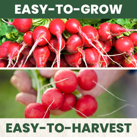 Family Sown radishes thriving in a container garden for small spaces.