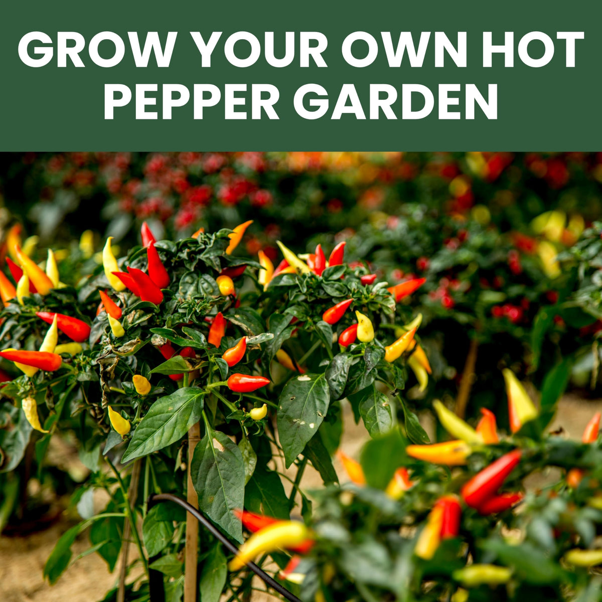Family Sown shishito seed packet supports easy-to-grow peppers for snacking.
