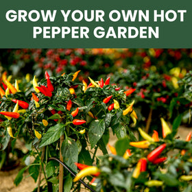 Family Sown shishito seed packet supports easy-to-grow peppers for snacking.