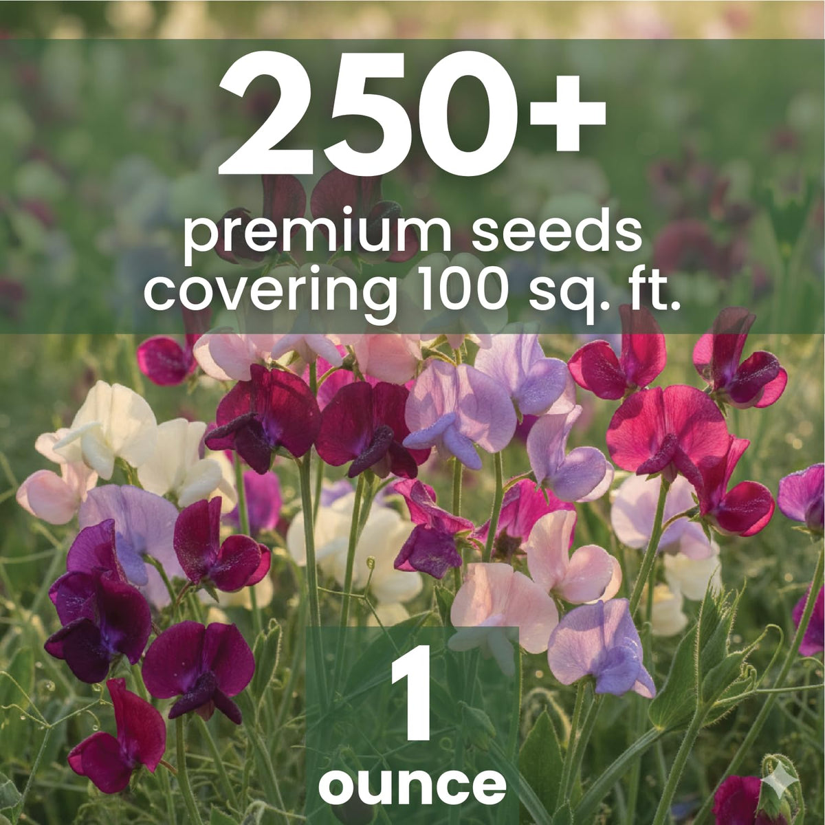 FAMILY SOWN Sweet Pea Royal Family Mix bloom close-up showcases rich, ruffled petals.