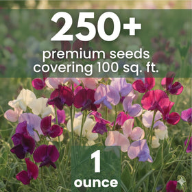 FAMILY SOWN Sweet Pea Royal Family Mix bloom close-up showcases rich, ruffled petals.