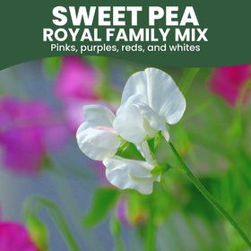 FAMILY SOWN Royal Family Mix long stems suited for bouquets.