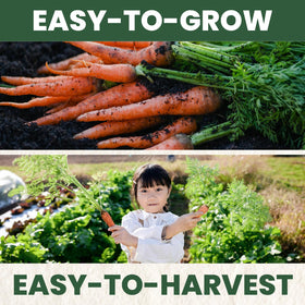 Harvest-ready Tendersweet carrot roots from FAMILY SOWN seeds
