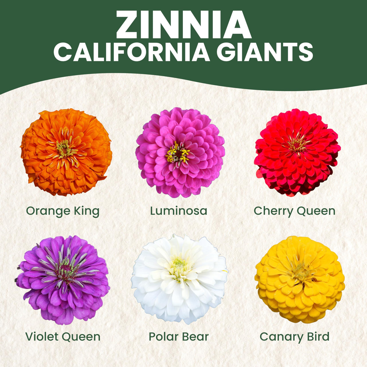 Bright Zinnia California Giants blooms from FAMILY SOWN for bouquets