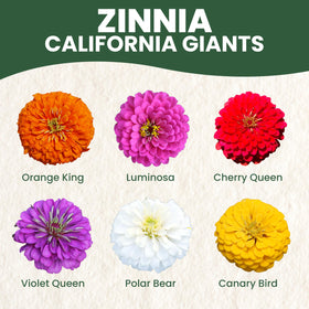 Bright Zinnia California Giants blooms from FAMILY SOWN for bouquets