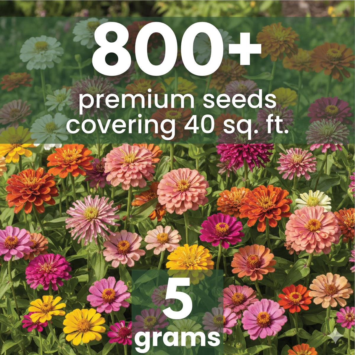 Zinnia color mix showcases varied petal shapes for eye-catching bouquets.