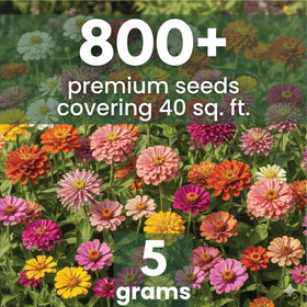 Zinnia color mix showcases varied petal shapes for eye-catching bouquets.