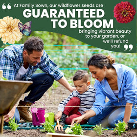Easy-care zinnias ideal for beginners seeking bold garden color.