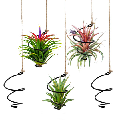 Fampery air plant holders 12-pack display cascading green foliage