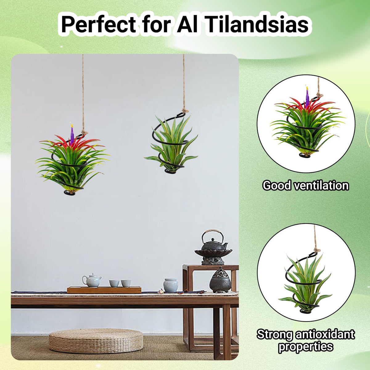 Fampery secure plant cradles support Tillandsia with ample airflow