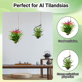 Fampery secure plant cradles support Tillandsia with ample airflow