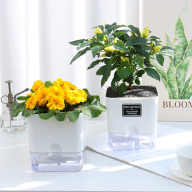 Decor ideas: planters arranged on balcony shelf for greenery.