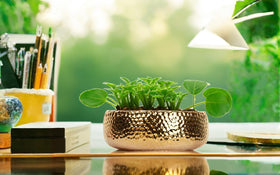 FANFANJIA arrangement planter enabling creative display ideas