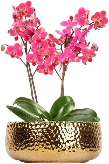 FANFANJIA Phalaenopsis pot with gold honeycomb texture for elegant indoor displays