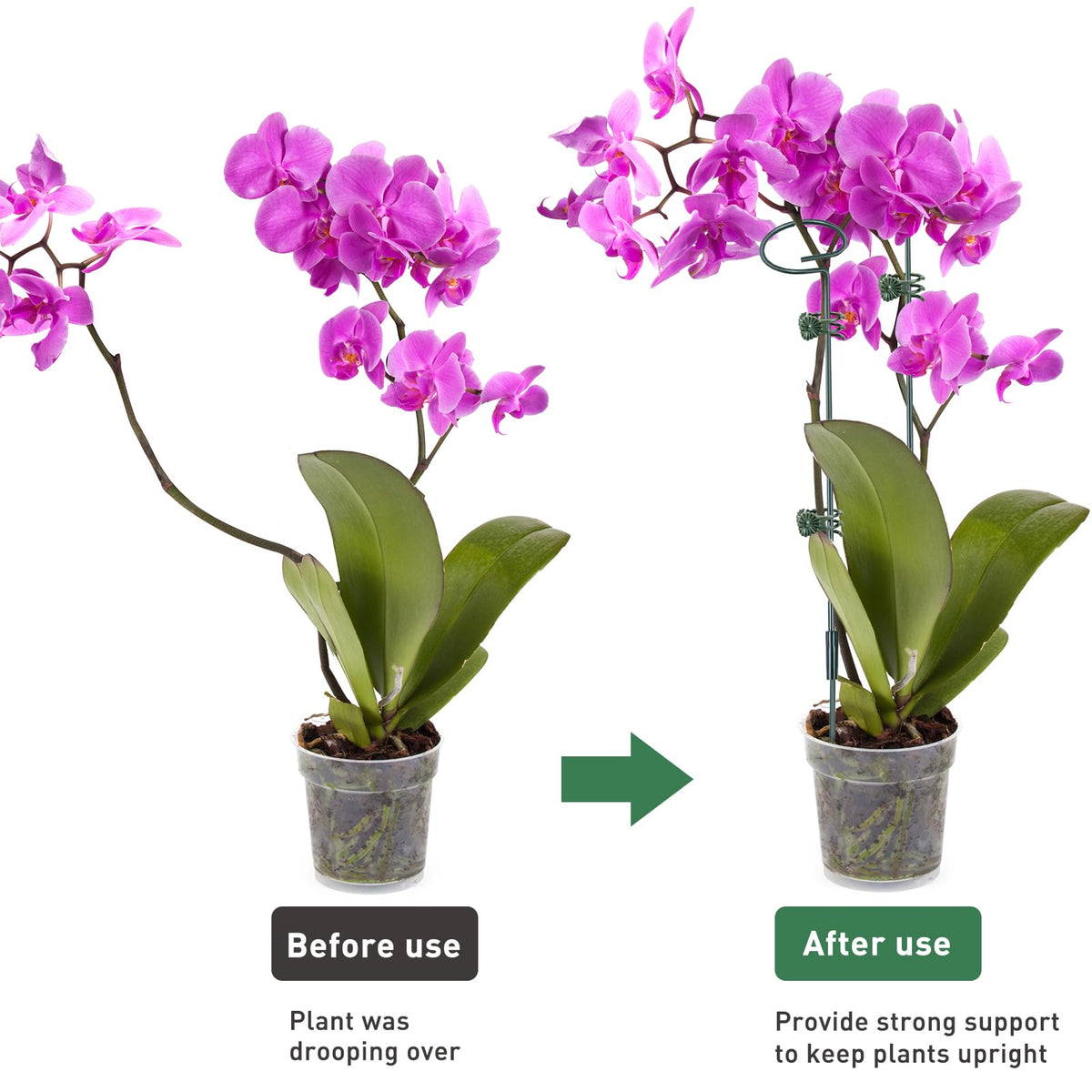 Fantang clips and ties securely hold stems for stable growth.