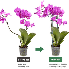Fantang clips and ties securely hold stems for stable growth.