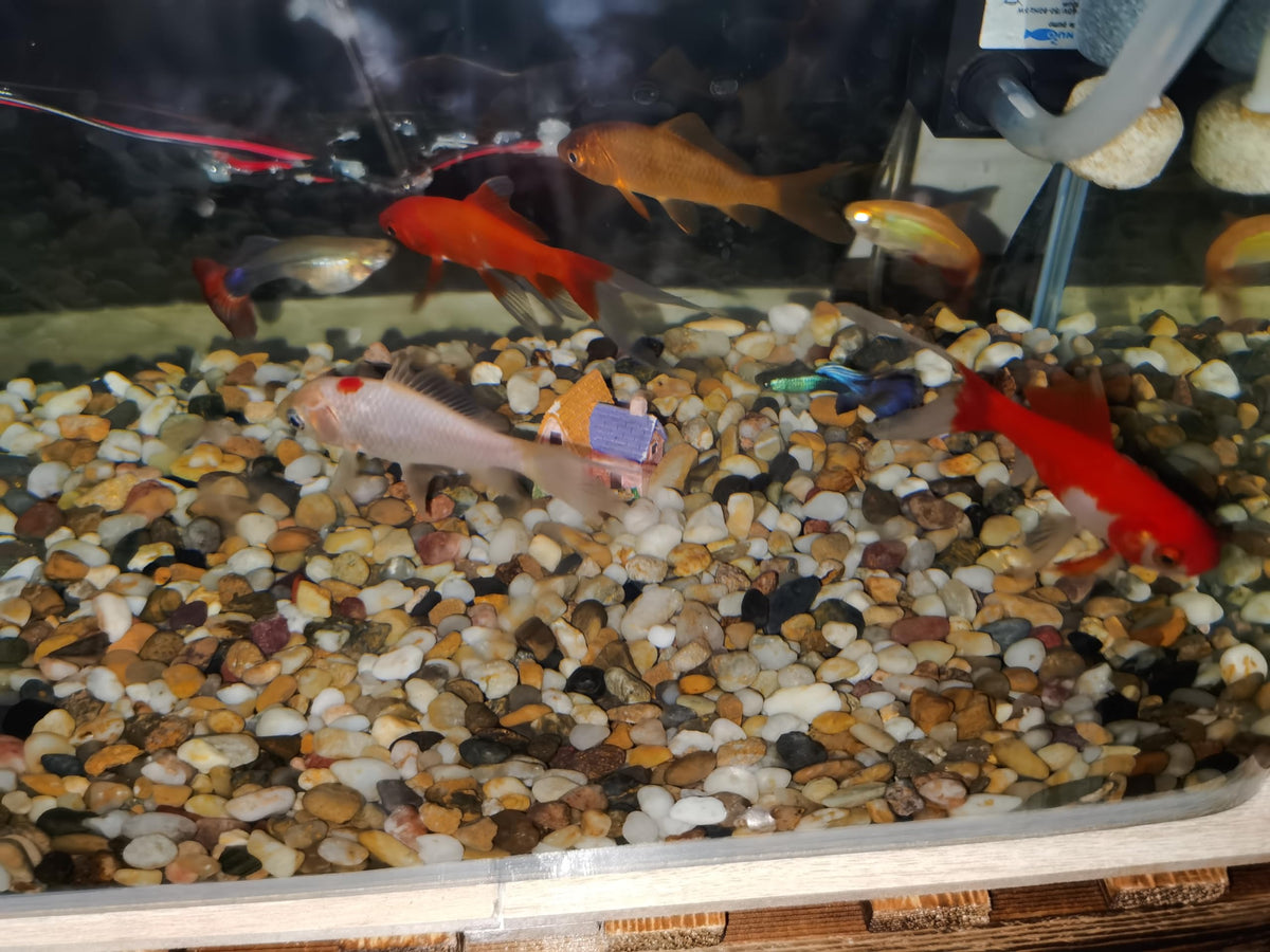 FANTIAN smooth pebbles ready for aquarium use after cleaning