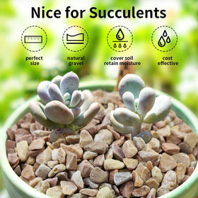 FANTIAN pea gravel terrarium stones add color and moisture control