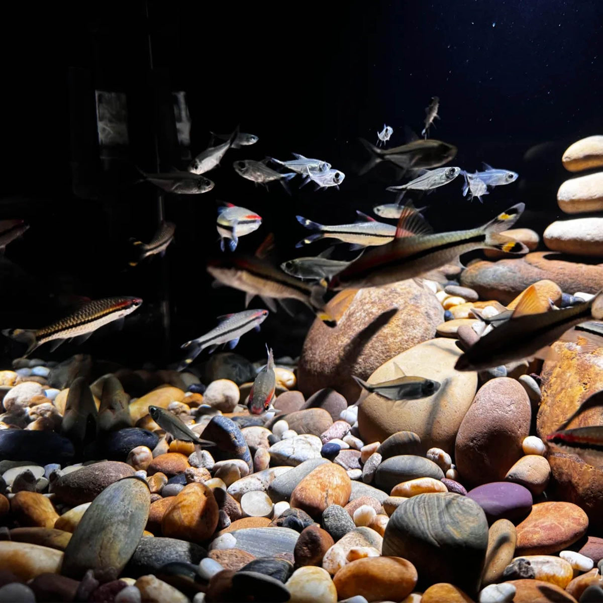 FANTIAN river rocks suited for terrariums ponds and fire pits to enhance spaces