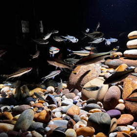 FANTIAN river rocks suited for terrariums ponds and fire pits to enhance spaces