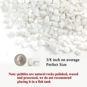 FANTIAN white pebbles top dress soil for a neat plant display.