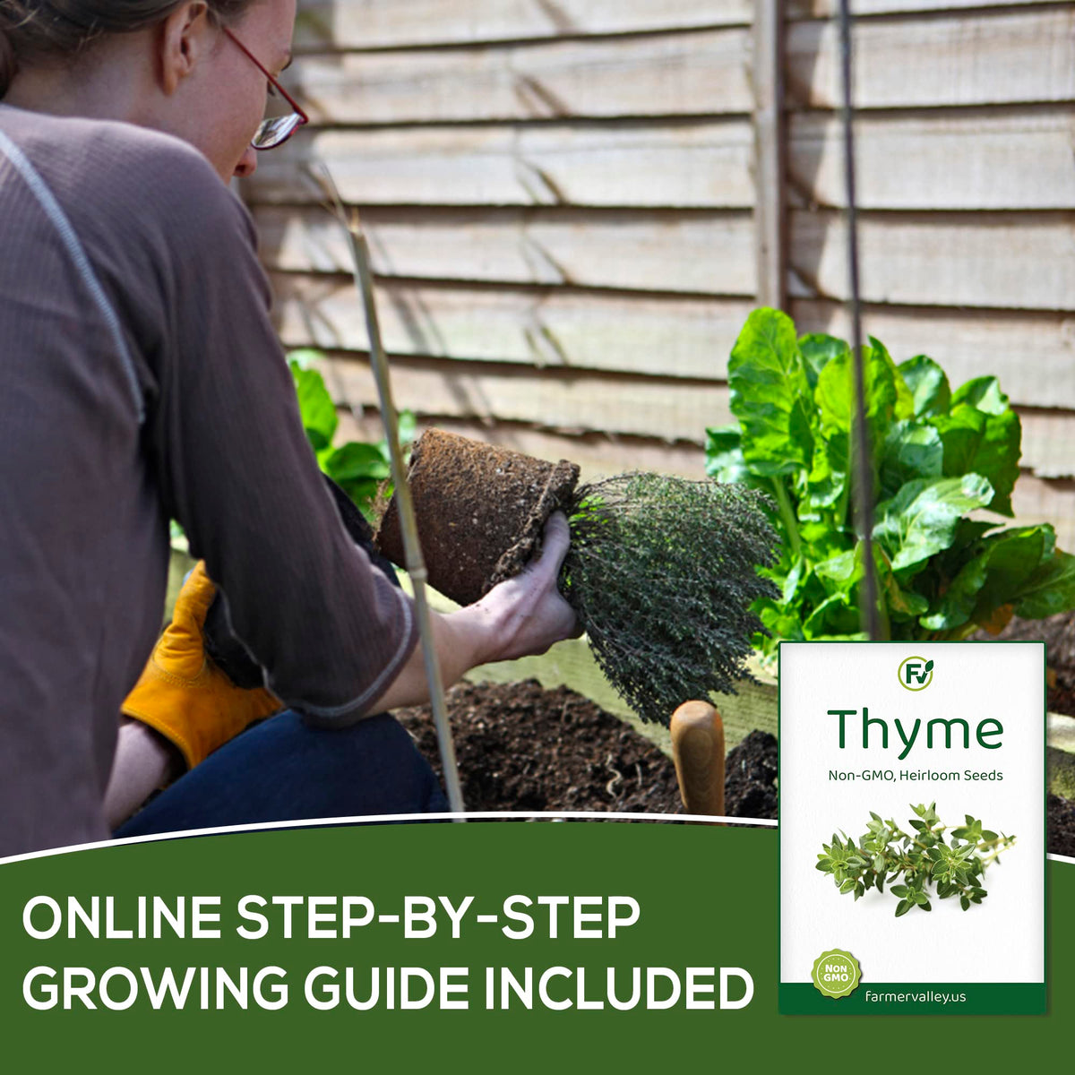 Farmervalley Thyme heirloom non-GMO USA-grown seeds for gardening.