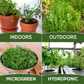 Farmervalley Thyme seeds for hydroponics and aero garden systems.