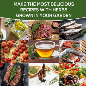 Farmervalley Thyme seeds outdoors in garden or container plots.