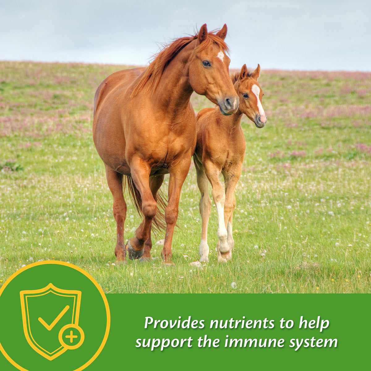 Farnam Grow Colt supplement in creep-feed mix supports steady growth