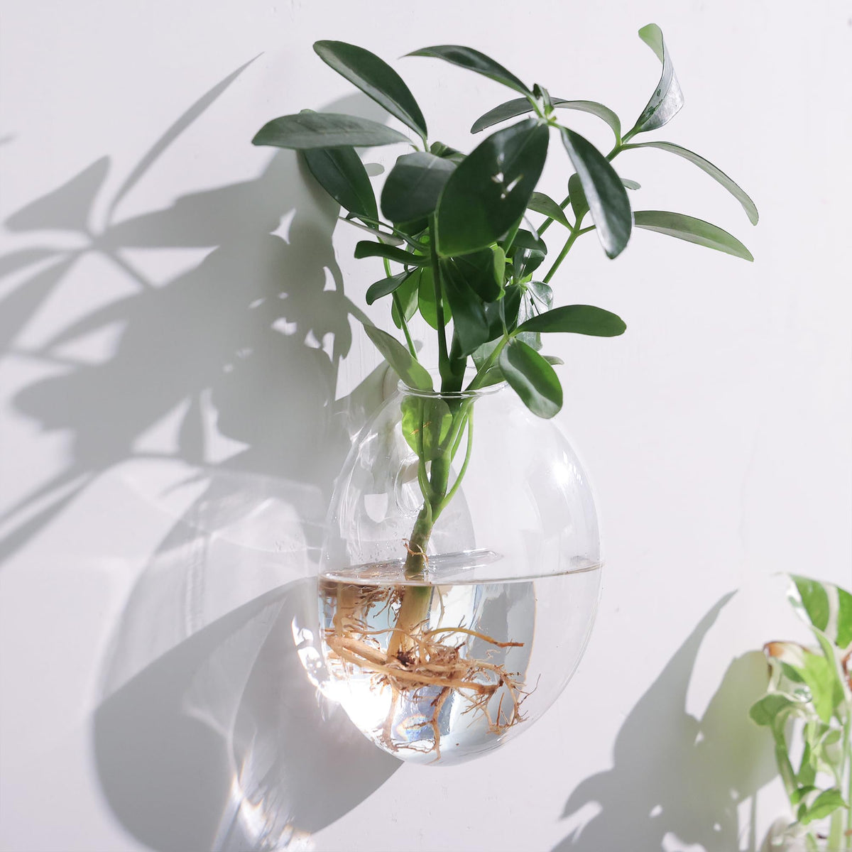 Fashionstorm terrarium-style wall planter suited for air plants.