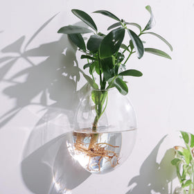 Fashionstorm terrarium-style wall planter suited for air plants.