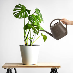 Fasmov versatile watering can for garden, shop, and restaurant settings.