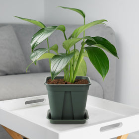 Fasmov plant pot suitable for indoor and outdoor use with versatile layouts