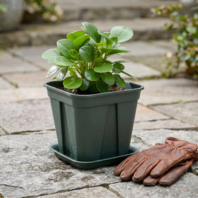 Fasmov square pot with bulged sides adds durability and maintains shape