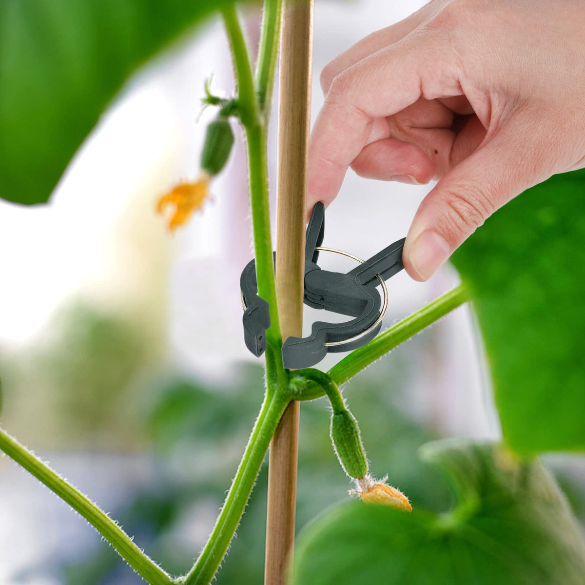 Fasmov trellis clip guides climbing vines with ease.