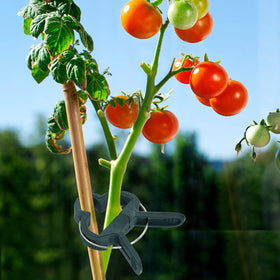Fasmov vine support clip stabilizes stakes for training.