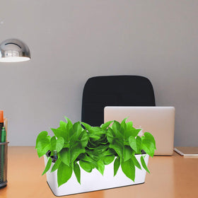 Fasmov compact window garden box designed for multiple plants.
