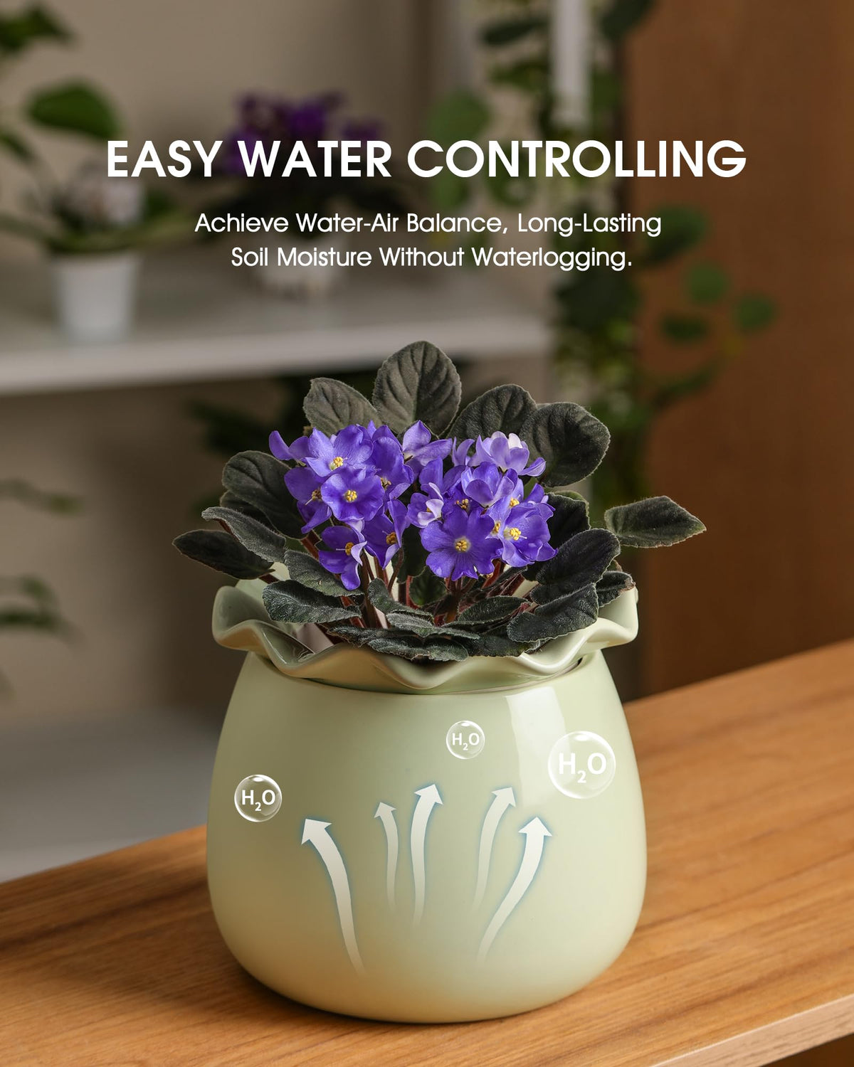 Fayoula African violet enhancement highlights a glossy finish that complements compact blooms.