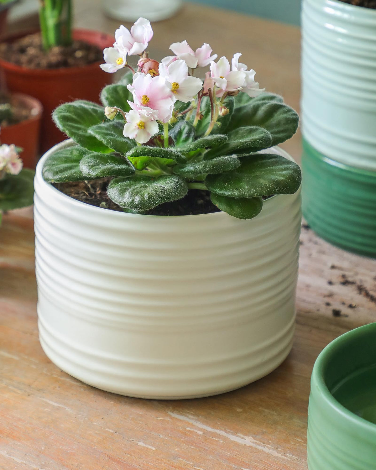 Fayoula African violet friendly pot accommodates compact houseplants beautifully.