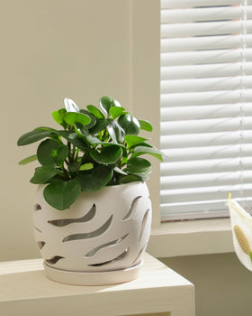 Fayoula orchid pot includes a matching tray to keep surfaces clean