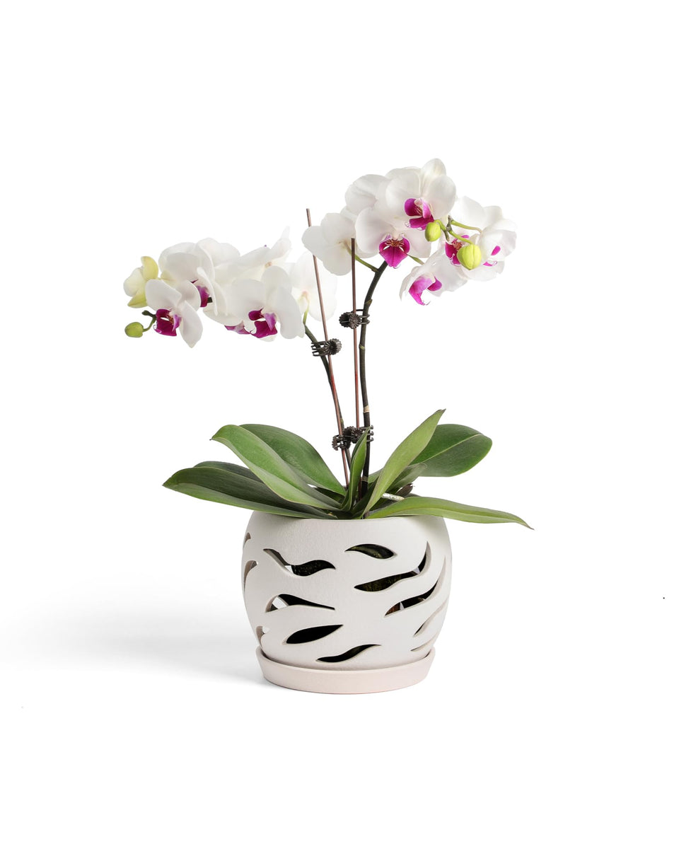 Fayoula ceramic orchid pot with holes promotes air circulation for healthy roots