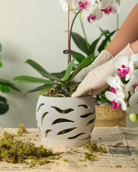 Fayoula 5.5-inch orchid pot fits compact orchid varieties